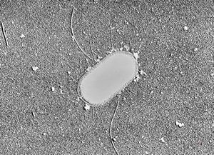 E. coli E. coli